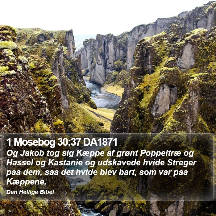 1 Mosebog 30:37 DA1871 Bible Study