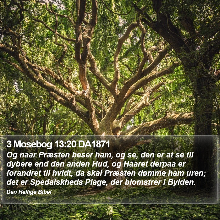 3 Mosebog 13:20 DA1871 Bible Study