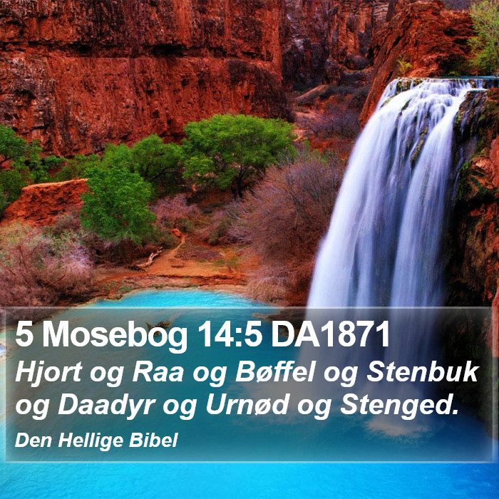 5 Mosebog 14:5 DA1871 Bible Study