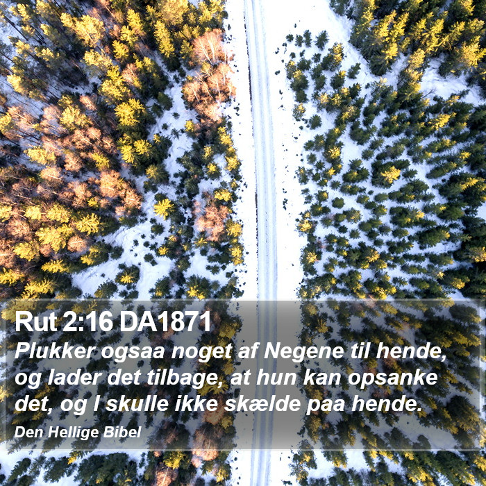 Rut 2:16 DA1871 Bible Study