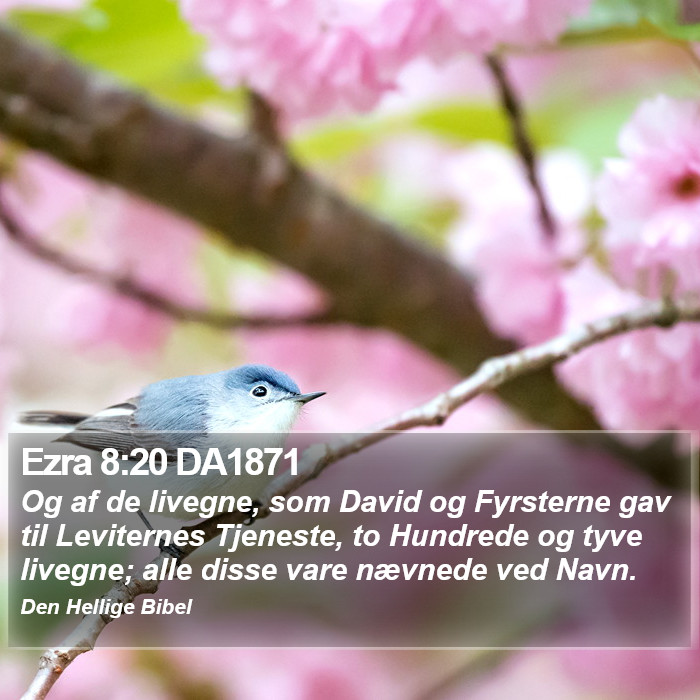 Ezra 8:20 DA1871 Bible Study