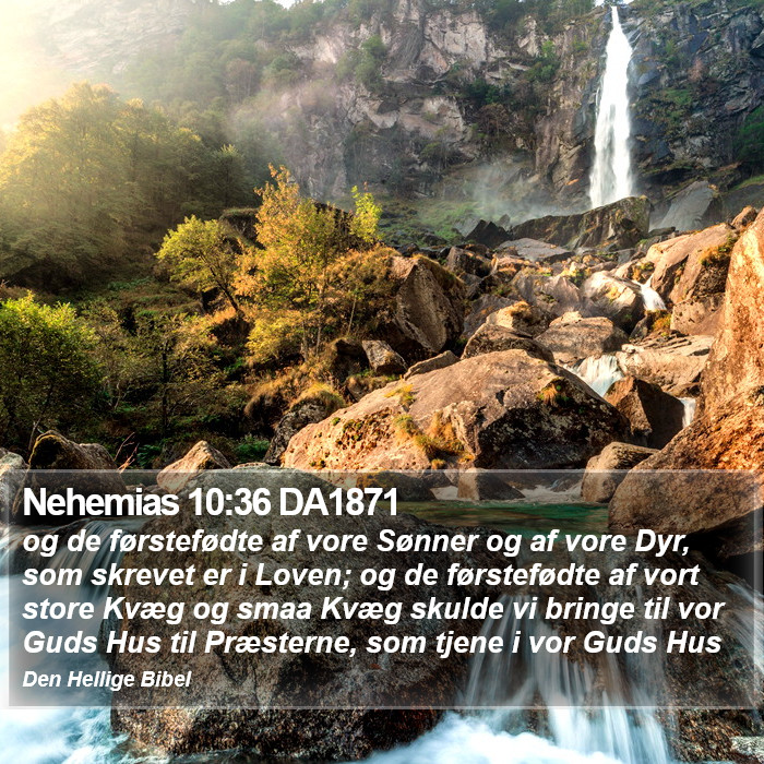 Nehemias 10:36 DA1871 Bible Study