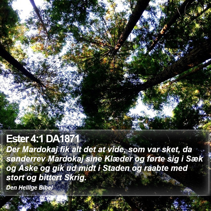 Ester 4:1 DA1871 Bible Study
