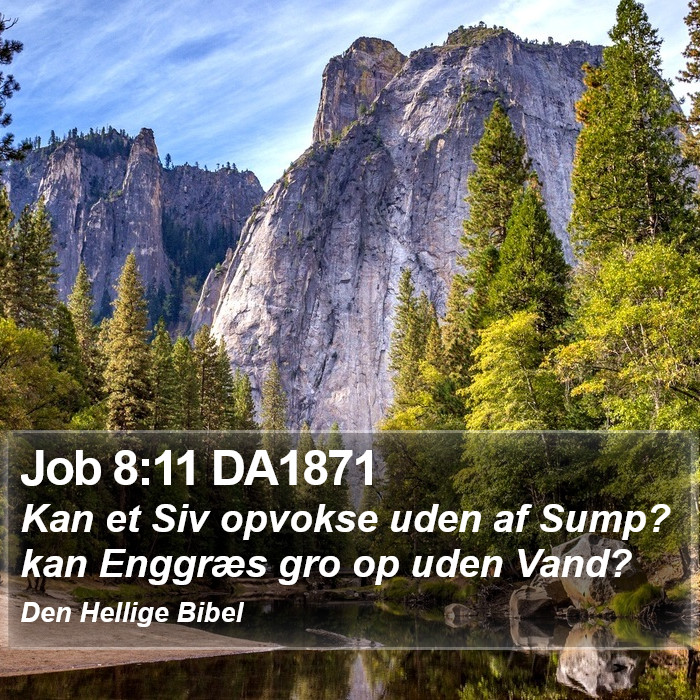 Job 8:11 DA1871 Bible Study