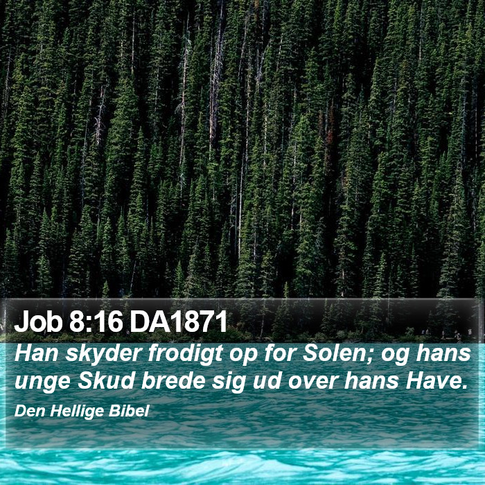 Job 8:16 DA1871 Bible Study