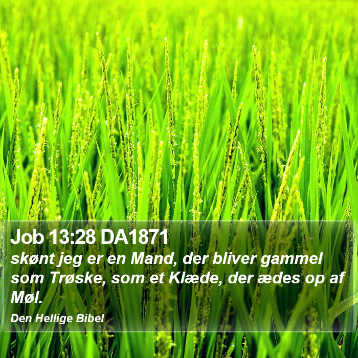Job 13:28 DA1871 Bible Study