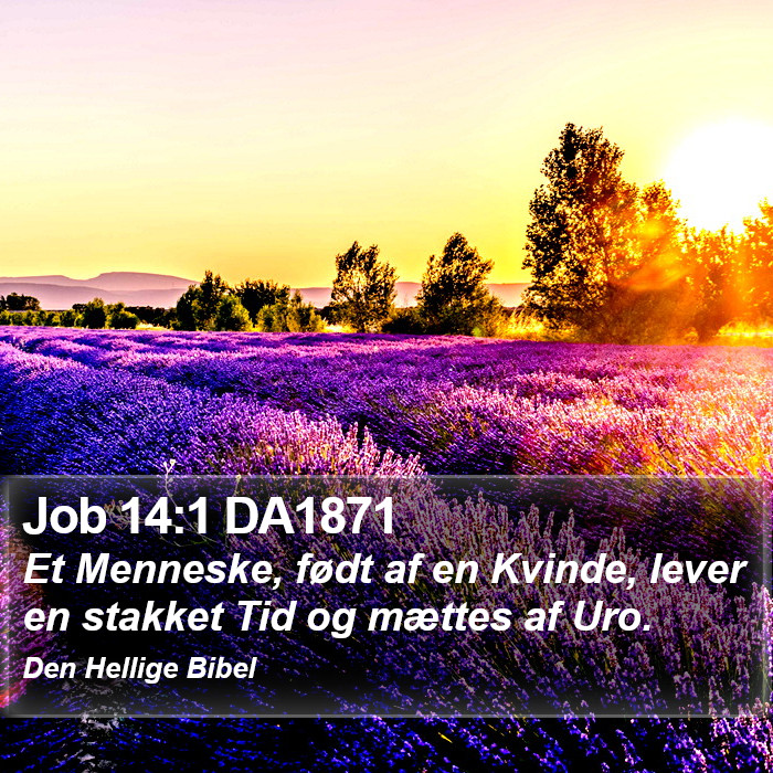 Job 14:1 DA1871 Bible Study