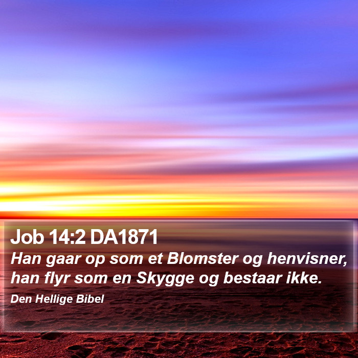 Job 14:2 DA1871 Bible Study