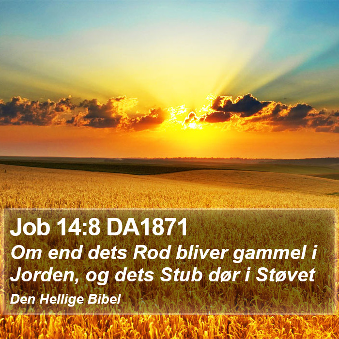 Job 14:8 DA1871 Bible Study