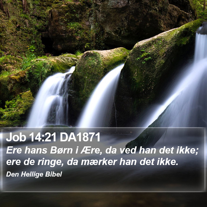 Job 14:21 DA1871 Bible Study