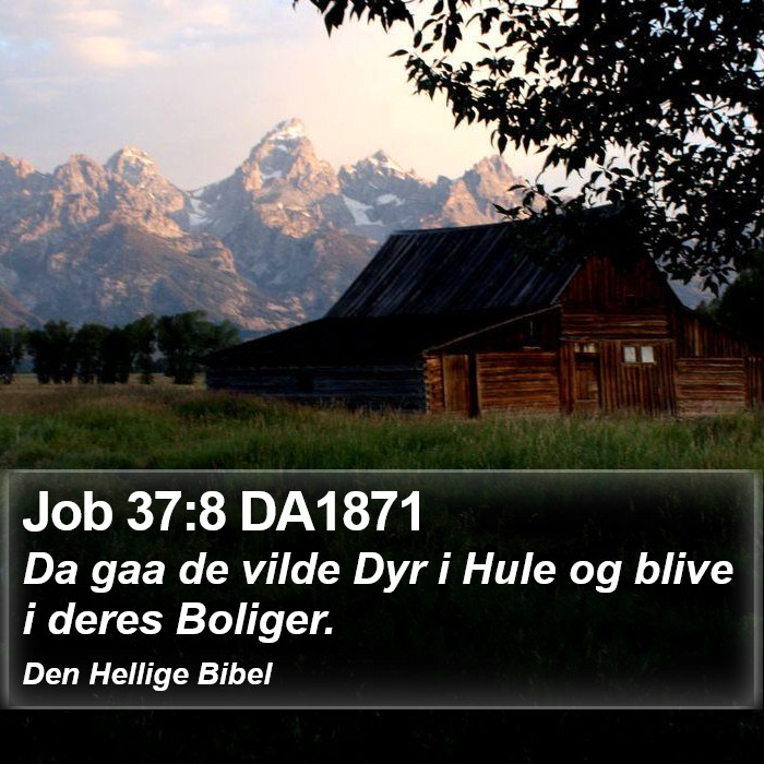 Job 37:8 DA1871 Bible Study