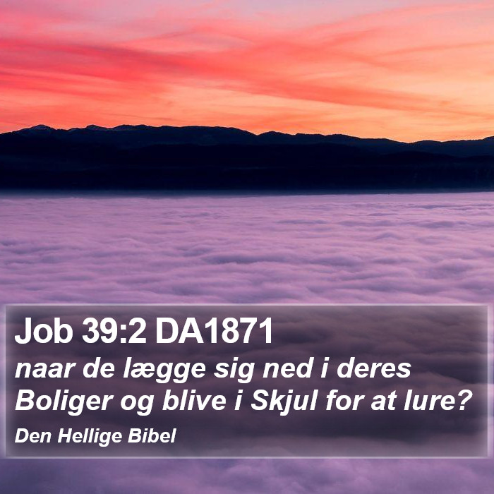 Job 39:2 DA1871 Bible Study