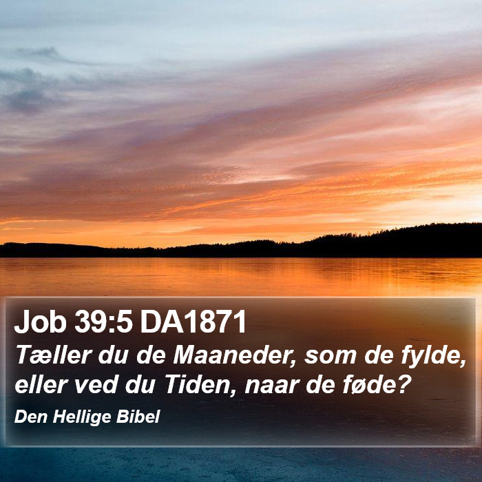 Job 39:5 DA1871 Bible Study