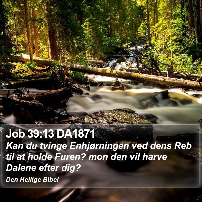 Job 39:13 DA1871 Bible Study