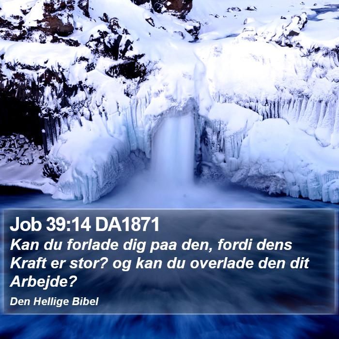 Job 39:14 DA1871 Bible Study