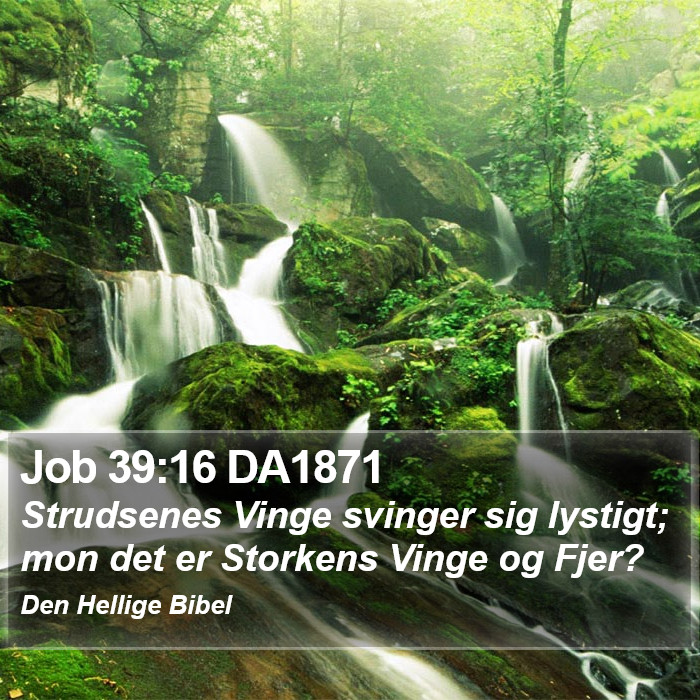 Job 39:16 DA1871 Bible Study