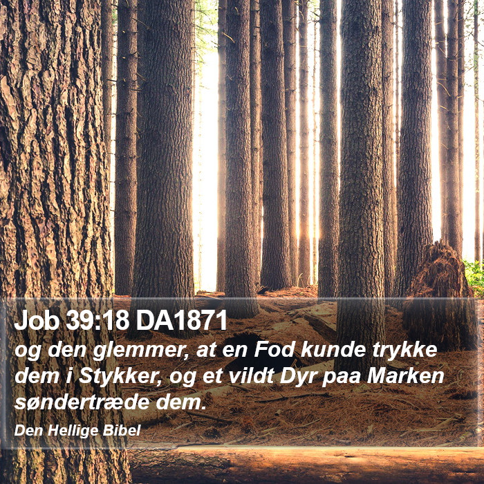 Job 39:18 DA1871 Bible Study