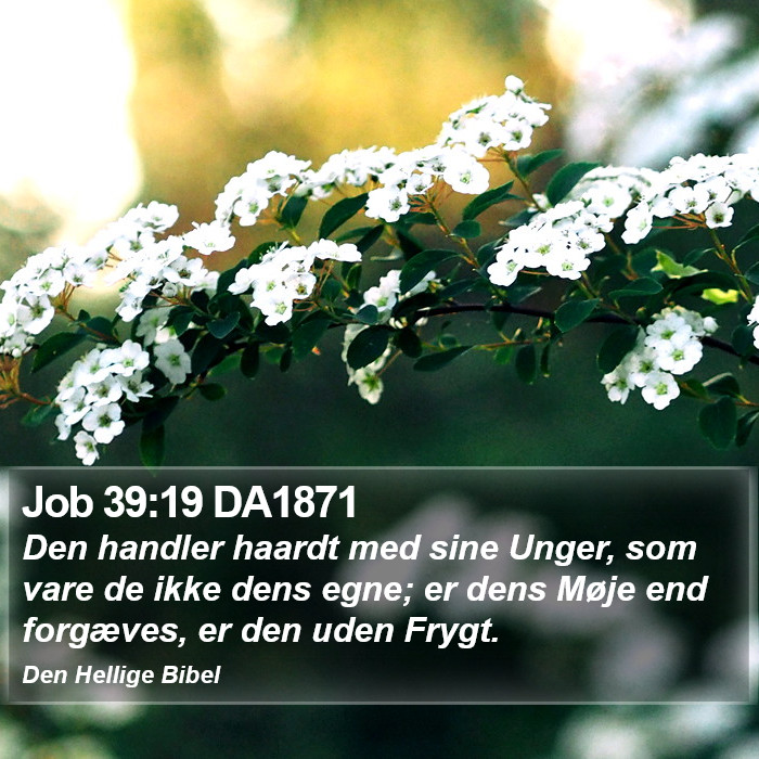 Job 39:19 DA1871 Bible Study