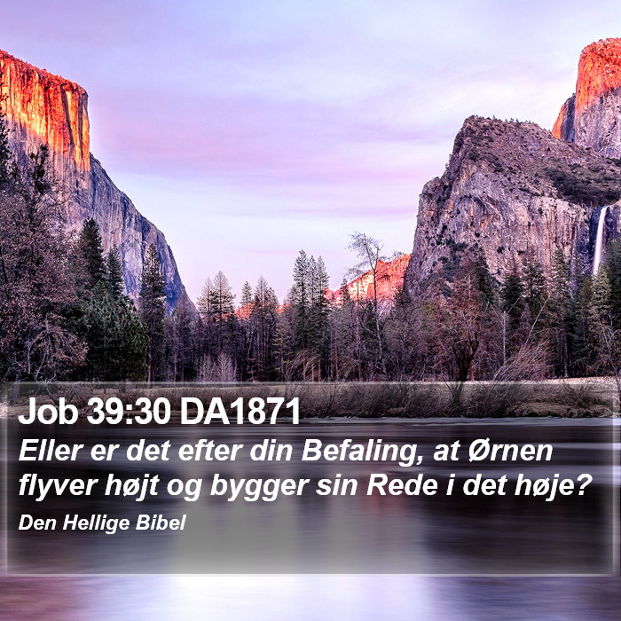 Job 39:30 DA1871 Bible Study