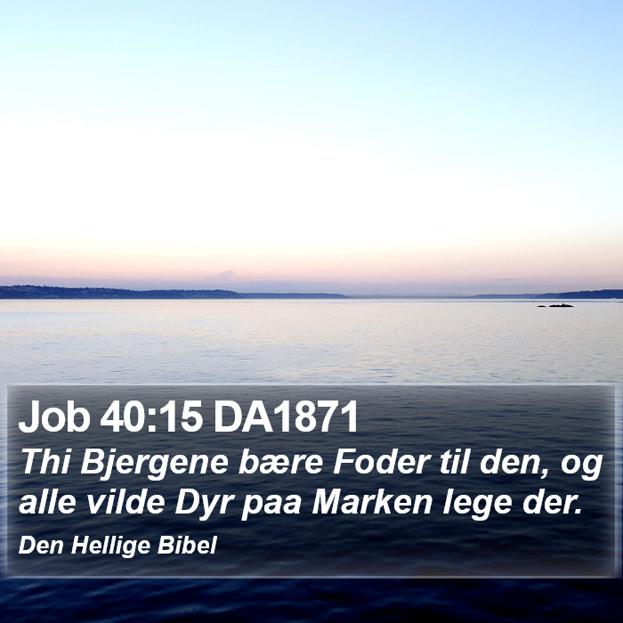 Job 40:15 DA1871 Bible Study