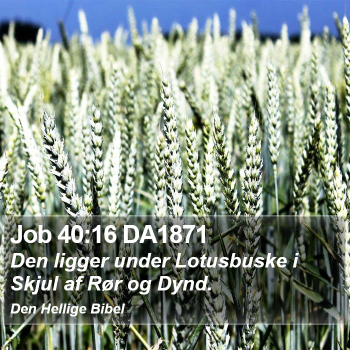 Job 40:16 DA1871 Bible Study