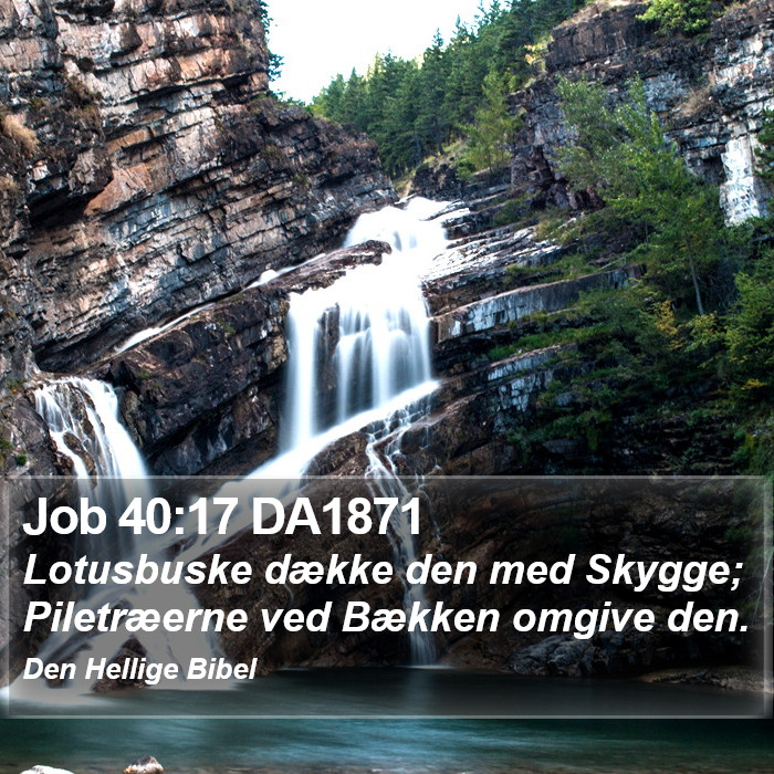 Job 40:17 DA1871 Bible Study