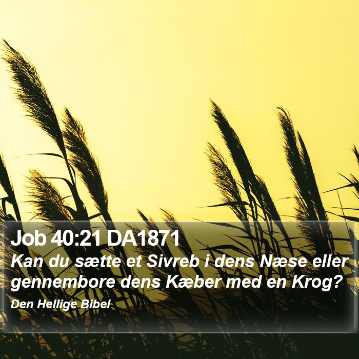 Job 40:21 DA1871 Bible Study