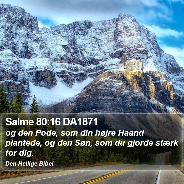 Salme 80:16 DA1871 Bible Study