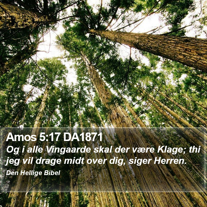 Amos 5:17 DA1871 Bible Study
