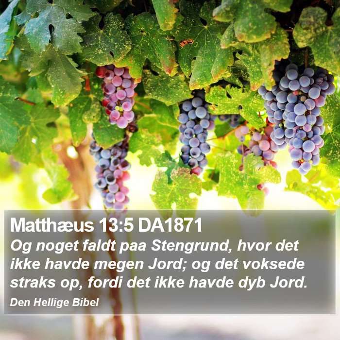 Matthæus 13:5 DA1871 Bible Study