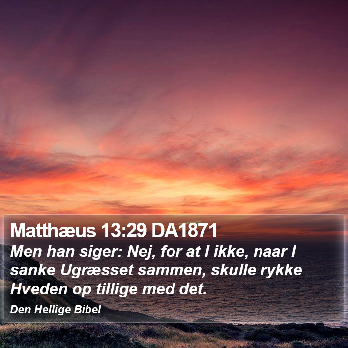 Matthæus 13:29 DA1871 Bible Study