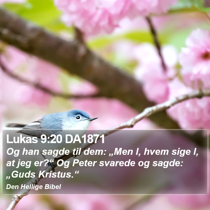 Lukas 9:20 DA1871 Bible Study